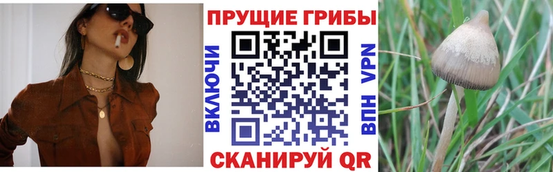 где купить   Починок  Галлюциногенные грибы Psilocybine cubensis 